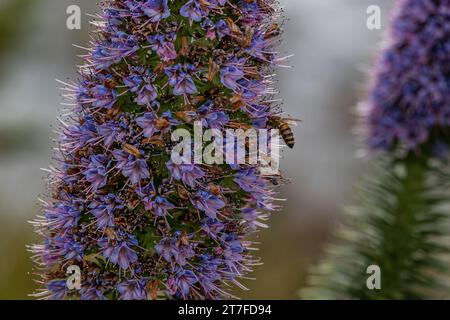 Großaufnahme der Purple Echium Blüten (Wildpretii monocarpic) an der Südkalifornischen Küste. Bienensammelpollen. Stockfoto