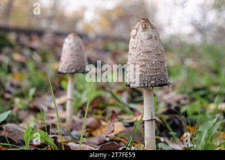 Im Herbst sind die Wälder voll von so vielen verschiedenen Pilzarten, die ins Auge fallen. Stockfoto