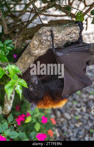 Ein fliegende Fuchs auf einem Busch mit Blumen auf dem Boden in Bali, Indonesien Stockfoto