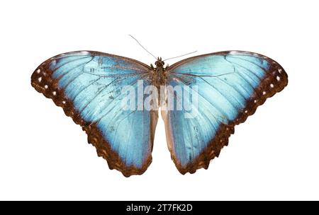 Schmetterling Arten Morpho Godarti Assarpai isoliert auf weißem Hintergrund Stockfoto