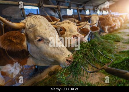 Kühe, die mit Heugabel frisches Gras nacheinander in einer Scheune füttern, Nahaufnahme Stockfoto