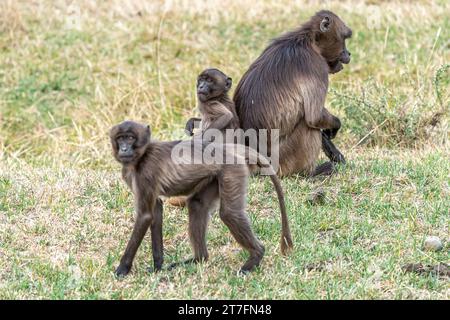 Gruppe von Gelada-Affen (Theropithecus gelada) in den Bergen von Simien, Äthiopien Stockfoto