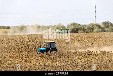 Ein Mähdrescher auf einem Reifen Sonnenblumenfeld erntet Sonnenblumenkerne an einem sonnigen Herbsttag. Ländliche Landschaft von farmet Floor während der Sonnenblumenernte Stockfoto