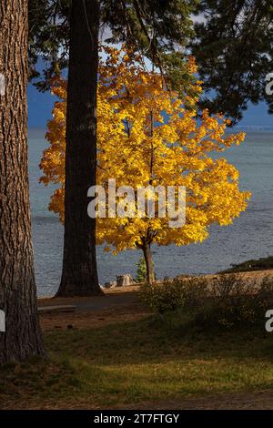 Hellgelber Ahornbaum am Rande des Lake Tahoe im Herbst, Kalifornien, USA Stockfoto