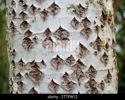 Aspen – die Textur der zitternden Aspenrinde ist sehr dekorativ und inspirierend und bietet Insekten Schutz. Stockfoto