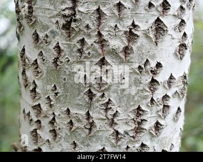 Aspen – die Textur der zitternden Aspenrinde ist sehr dekorativ und inspirierend und bietet Insekten Schutz. Stockfoto