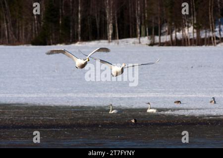 Singschwäne in Migration Anfang April. Noch Schnee auf dem Boden und eine Ruhestelle verlassen. Verschneite Felder. Stockfoto