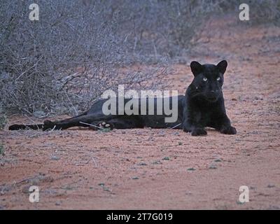 Gizeh der schwarze Panther - ein melanistischer Leopard (Panthera pardus) mit erschreckend gelben Augen auf trockener roter Erde - Laikipia County, Kenia, Afrika Stockfoto