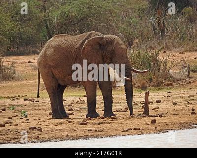 Großer schlammiger Bullenelefant (Loxodnta africana) mit bescheidenen Stoßzähnen, die sich auf ein Wasserloch in Kenia Afrika vorbereiten Stockfoto