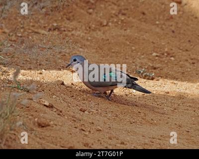 Zierliche Smaragdfleckige Holztaube (Turtur chalcospilos), die auf trockenem Boden in Laikipia County, Kenia, Afrika, auf der Suche ist Stockfoto