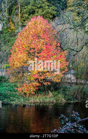 Lebhafter Herbstbaum mit roten und orangen Blättern, die sich in einem ruhigen Fluss spiegeln, umgeben von dichten Wäldern und Laub der späten Saison in einer ruhigen Szene. Stockfoto