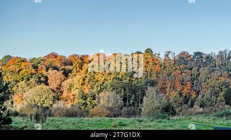 Lebhafter Herbstwald an einem sonnigen Tag mit farbenfrohen Blättern in Orange-, Rot- und Grüntönen, von einem grasbewachsenen Feld unter einem klaren blauen Himmel aus gesehen. Stockfoto