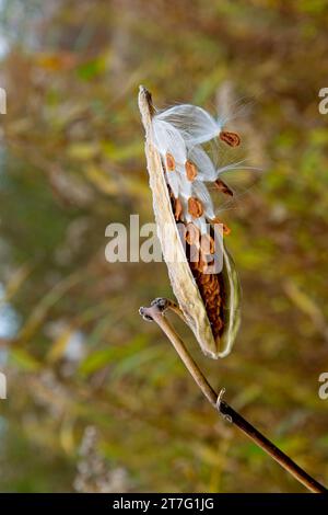 Die Milchkräuter-Samenkapsel explodiert mit flauschiger weißer Seide im Wald Stockfoto