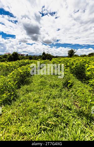 Bio-Seidenfarm und -Fabrik, Maulbeerfeld, Phonsavan, Provinz Xiangkhouang, Laos, Südostasien, Asien Stockfoto