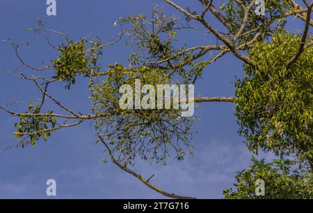 Mehrere Bündel Mistel wachsen in einem toten Baum in der Sommersonne Stockfoto