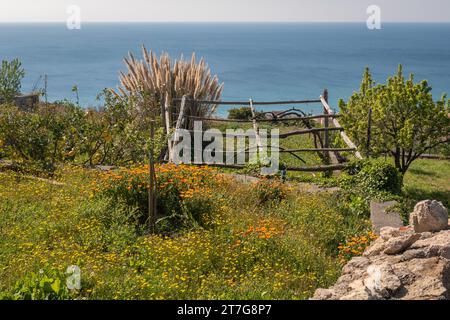 Terrassengarten mit Blick auf das Meer mit blühenden Pflanzen von Ringelblume und Mariendistel, Zitronenbäumen und Pampasgras, Borgio Verezzi, Savona Stockfoto