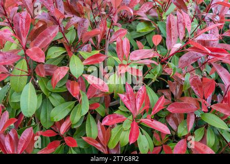 Nahaufnahme einer roten Spitze Photinia (Photinia fraseri), ein immergrüner Sträucher mit ovalen Blättern dunkelgrün, aber purpurrot, wenn jung, Italien Stockfoto