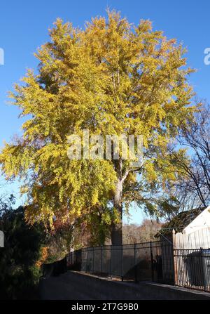 Wunderschönes goldenes und grünes Laub des Gingko-Baumes Stockfoto