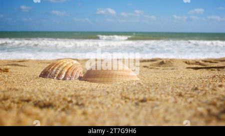 Zwei Muscheln saßen nebeneinander an einem Sandstrand mit Blick auf das Meer und den blauen Himmel. Stockfoto