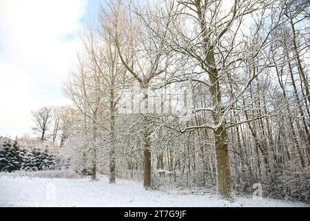 Bäume im Schnee im Winter mit schneebedecktem Gras, Hecken und Himmel im Blick. Stockfoto