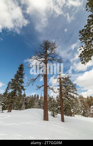 Hohe Mammutbäume in unberührter, schneebedeckter Wildnis Stockfoto