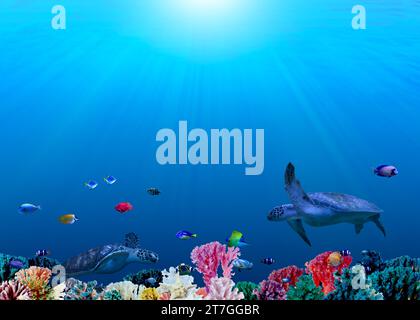 Wunderschöne Korallen, verschiedene Fische und Schildkröten im Meer. Unterwasserwelt Stockfoto