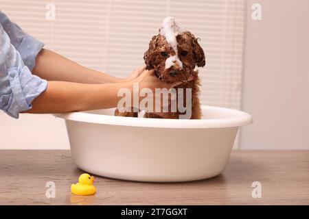 Frau wäscht den süßen Maltipoo-Hund drinnen im Becken. Schönes Haustier Stockfoto