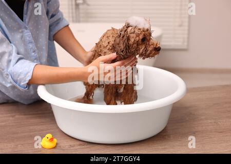 Frau wäscht den süßen Maltipoo-Hund drinnen im Becken. Schönes Haustier Stockfoto