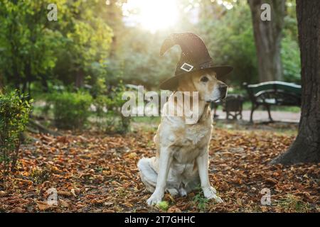 Niedlicher Labrador Retriever Hund mit Zaubermütze im Herbstpark an Halloween Stockfoto