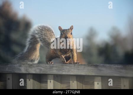 Ein graues Baumhörnchen rammt entlang eines Deckgeländers und auf das Dach eines Hauses, während es Nahrung sucht und sich auf den Winter vorbereitet. Stockfoto