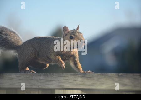 Ein graues Baumhörnchen rammt entlang eines Deckgeländers und auf das Dach eines Hauses, während es Nahrung sucht und sich auf den Winter vorbereitet. Stockfoto