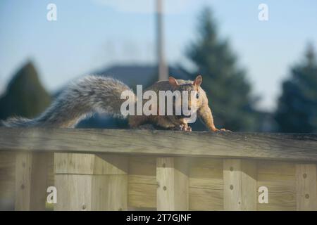 Ein graues Baumhörnchen rammt entlang eines Deckgeländers und auf das Dach eines Hauses, während es Nahrung sucht und sich auf den Winter vorbereitet. Stockfoto