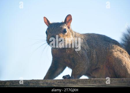 Ein graues Baumhörnchen rammt entlang eines Deckgeländers und auf das Dach eines Hauses, während es Nahrung sucht und sich auf den Winter vorbereitet. Stockfoto