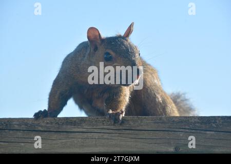 Ein graues Baumhörnchen rammt entlang eines Deckgeländers und auf das Dach eines Hauses, während es Nahrung sucht und sich auf den Winter vorbereitet. Stockfoto