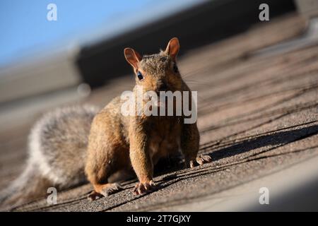 Ein graues Baumhörnchen rampelt mit einem Ahornschlüssel an einem Deckgeländer entlang und auf das Dach eines Hauses, während es Nahrung sucht und sich auf den Winter vorbereitet. Stockfoto