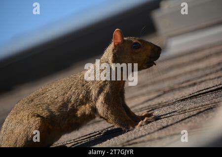 Ein graues Baumhörnchen rampelt mit einem Ahornschlüssel an einem Deckgeländer entlang und auf das Dach eines Hauses, während es Nahrung sucht und sich auf den Winter vorbereitet. Stockfoto