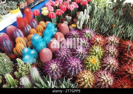 Nahaufnahme von vielen Kakteen in den Töpfen auf dem Markt Stockfoto