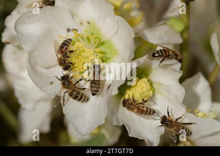 Honigbiene (APIs mellifera) knabbert im Frühjahr an der Weihnachtsrose (Helleborus niger), Schwäbisch Hall, Hohenlohe, Heilbronn-Franken Stockfoto