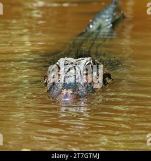 Ein Kaiman, der am Ufer des Flusses im Amazonas-Regenwald lauert, Cuyabeno Reserve im Amazonasgebiet zwischen Ecuador und Peru. Stockfoto