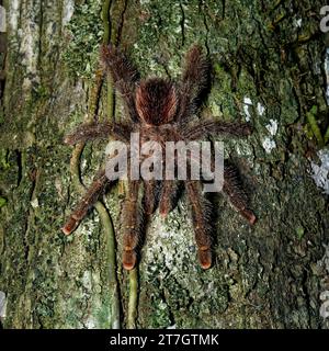 Eine pinkfarbene Zehentarantel auf einem Baum bei Nacht im Amazonas-Regenwald, Cuyabeno Reserve im Amazonasgebiet zwischen Ecuador und Peru. Stockfoto