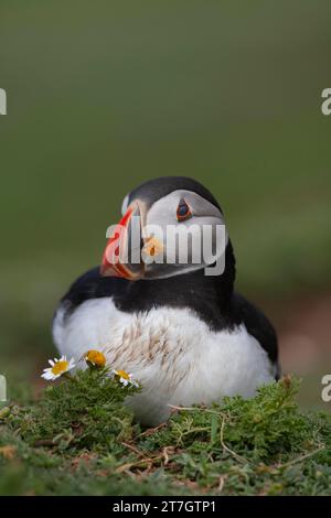 Atlantischer Papageientaucher (Fratercula arctica) saß auf einer Klippe, Skomer Island, Wales, Vereinigtes Königreich Stockfoto