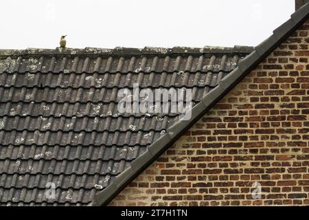 Europäischer Grünspecht (Picus viridis), der auf dem Dach eines Hauses sitzt, Hessen, Deutschland Stockfoto