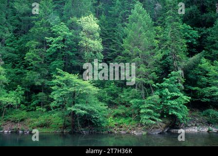 South Fork Umpqua River, Umpqua National Forest, Oregon Stockfoto