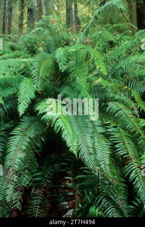 Westlicher Schwertfarn (polystichum munitum) entlang des North Fork Smith River Trail, Kentucky Falls Special Interest Area, Siuslaw National Forest, Oregon Stockfoto