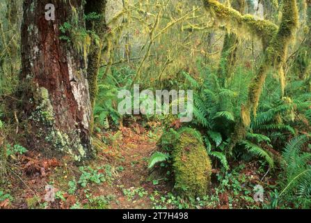 North Fork Smith River Trail, Kentucky fällt Special-Interest-Bereich, Siuslaw National Forest, Oregon Stockfoto