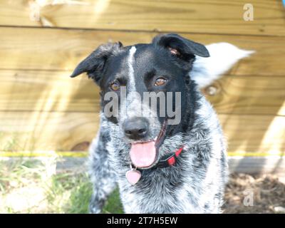 Hund Mit Blauem Absatz Stockfoto