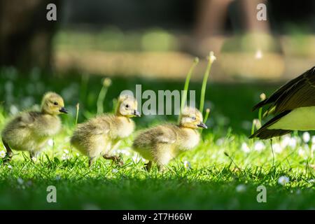 Drei sanfte, goldene Kanadas-Gänse, die in Reihe durch grünes Gras und weiße Gänseblümchen auf dem Feld laufen. Stockfoto