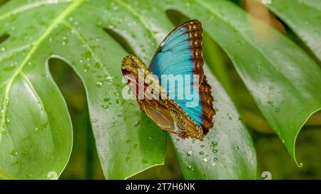 Ein blauer Morpho-Schmetterling zeigt beide Flügelseiten, während er auf dem Blatt einer Monstera-Pflanze ruht Stockfoto