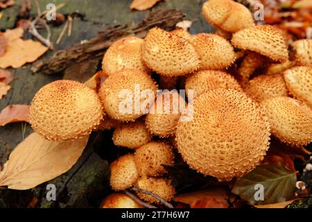 Natürliche Nahaufnahme auf einem braunen zotteligen Skalycap oder schuppige Pholiota Squarrosa auf totem Buchenholz Stockfoto