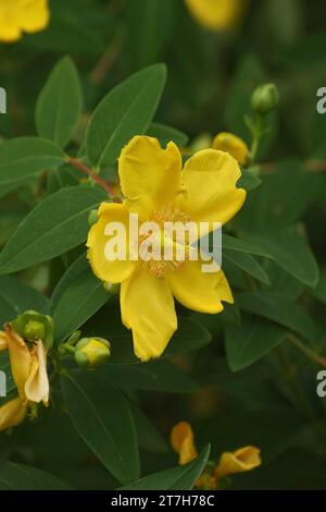 Natürliche vertikale Nahaufnahme auf einer frischen gelben St. Johanniskraut Hypericum perforatum blüht draußen Stockfoto